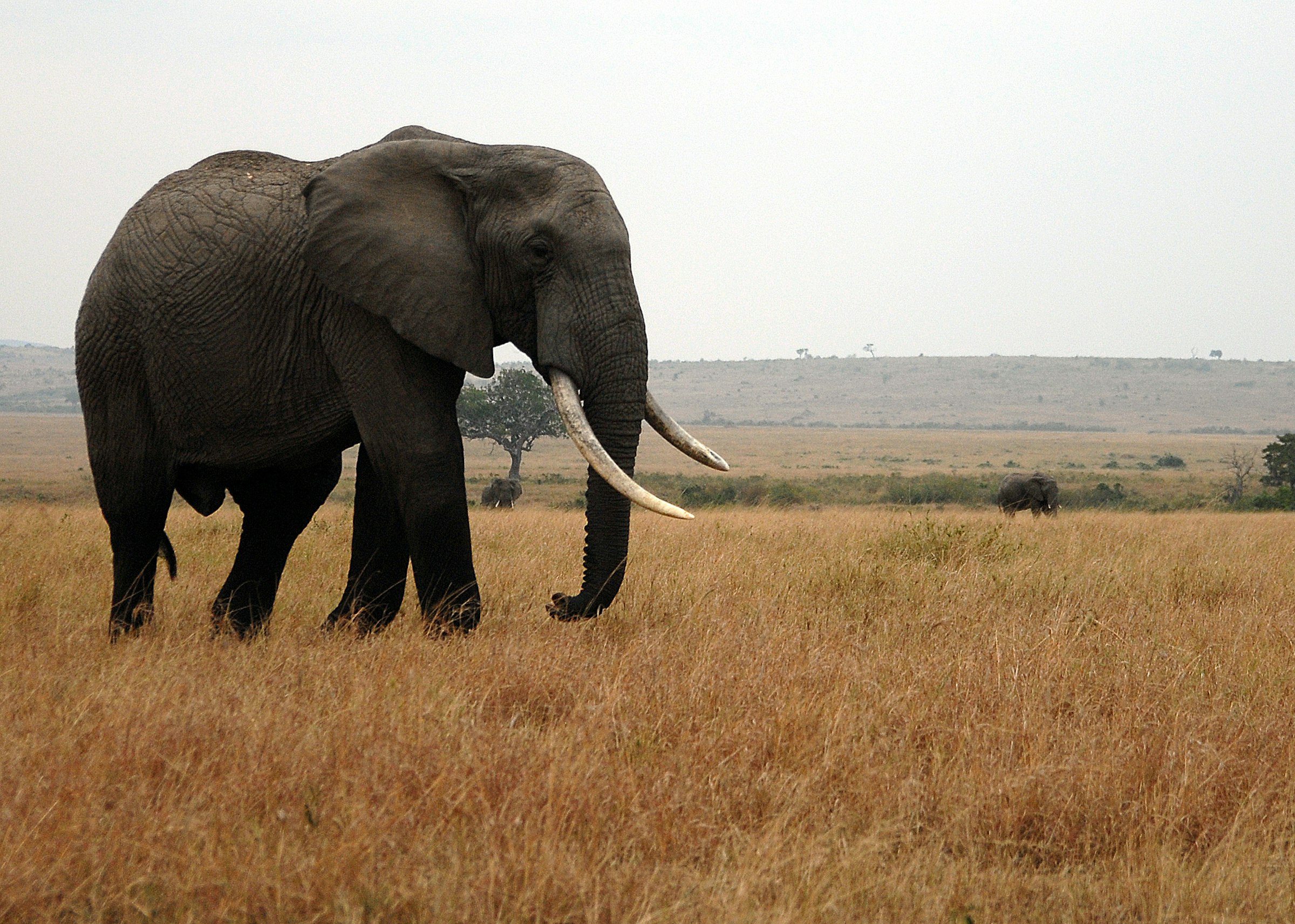Wildlife on the open savanna during a Maasai Mara safari game drive.