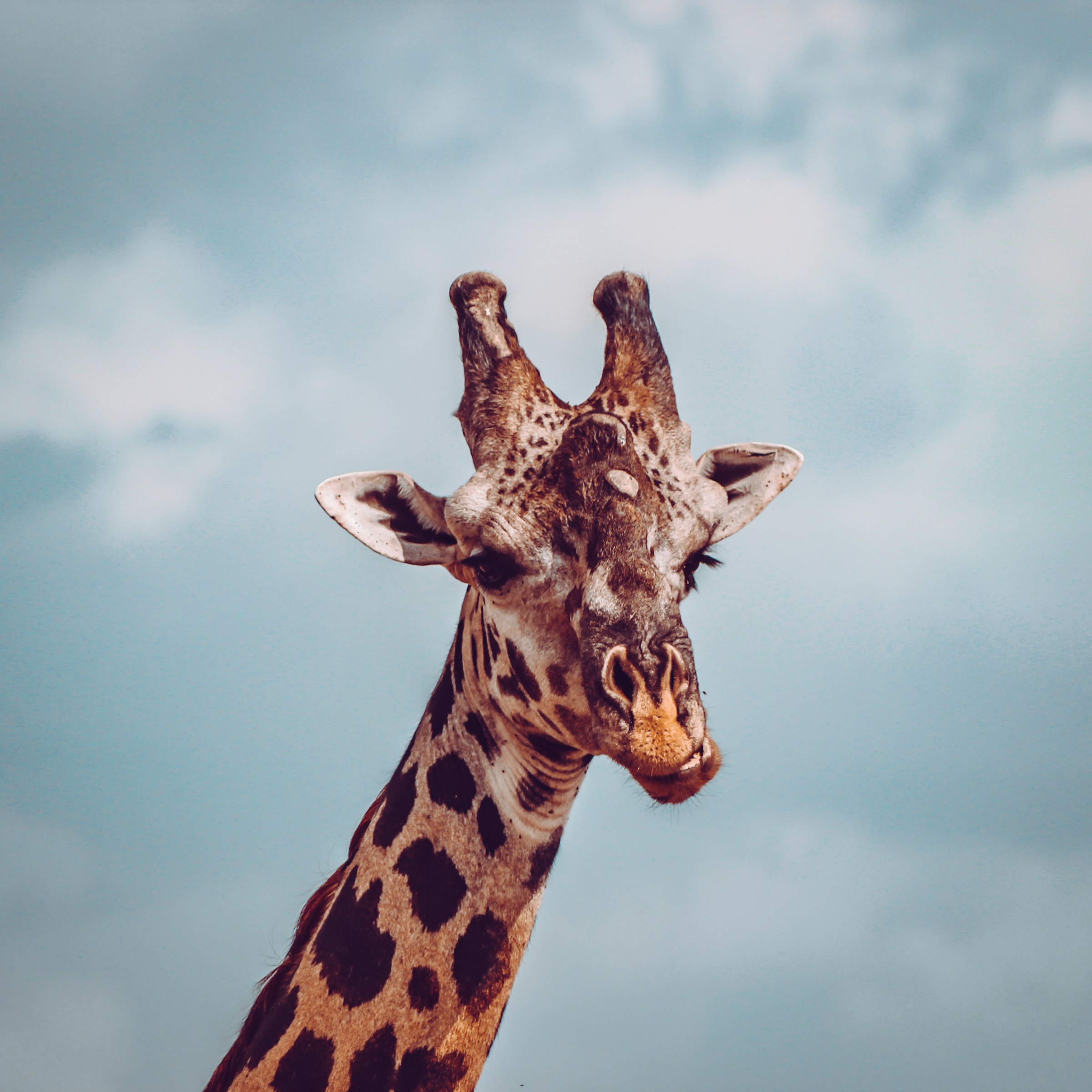 Wildlife close-up representing FunFlights' leisure and holiday travel unit.